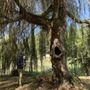 Photo of Tree Solutions Consulting