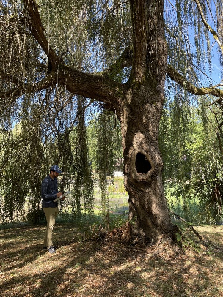 Tree Solutions Consulting - tree service in Seattle, WA