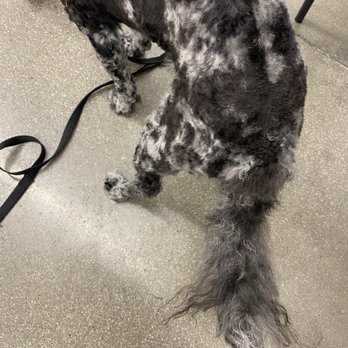 Fur Babes Spa - Pet Groomers Near Me - Riverside, California