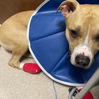 BluePearl Pet Hospital - Jax - Veterinarians Near Me - San Antonio, Texas BluePearl Pet Hospital - Jax - Veterinarians Near Me - San Antonio, Texas