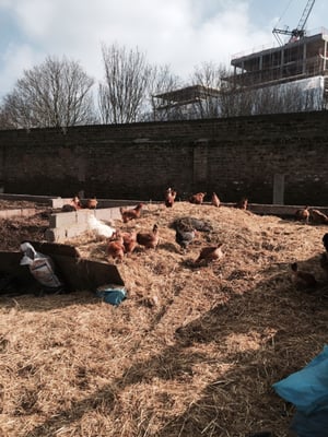 Hackney City Farm by null