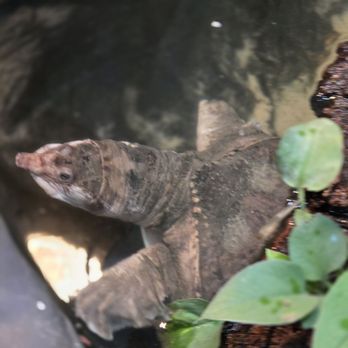 Reptile Gardens - Pig nose turtle - Botanical Gardens Near Me - Rapid City, South Dakota Reptile Gardens - Pig nose turtle - Botanical Gardens Near Me - Rapid City, South Dakota