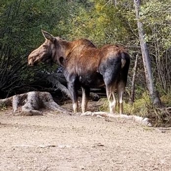 Estes Park Guided Tours - Momma moose - Bus Tours Near Me - Estes Park, Colorado Estes Park Guided Tours - Momma moose - Bus Tours Near Me - Estes Park, Colorado