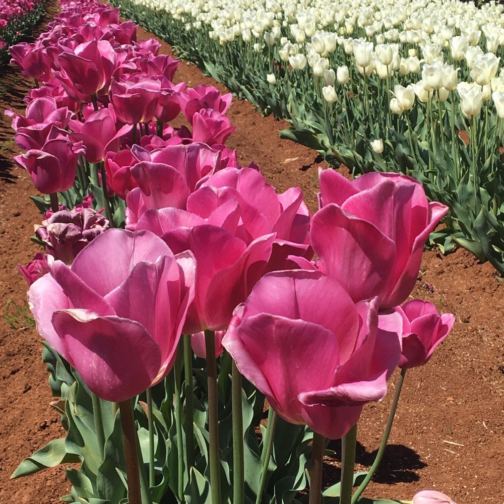 Tulip Farm - Festivals Near Me - Silvan, VIC