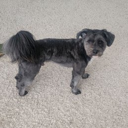 Dodger after a Jess and Eli grooming session.. Dodger after a Jess and Eli grooming session..