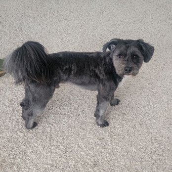 Lap Dog Legends - Dodger after a Jess and Eli grooming session.. - Pet Groomers Near Me - Port Angeles , Washington Lap Dog Legends - Dodger after a Jess and Eli grooming session.. - Pet Groomers Near Me - Port Angeles , Washington
