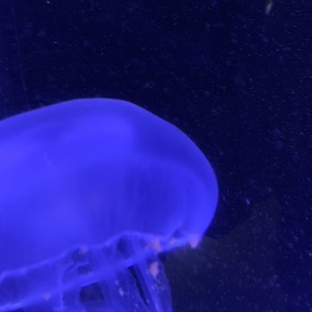 Austin Aquarium - Moon jellies - Aquariums Near Me - Austin, Texas