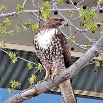 Annabel Lake - Hawk - Lakes Near Me - San Ramon, California