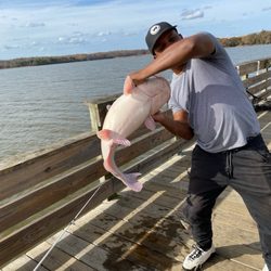 Kings Landing Park - Blue catfish