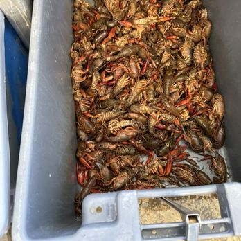 Two Bills Seafood - Crawfish while in season - Seafood Markets Near Me - Fort Lauderdale, Florida Two Bills Seafood - Crawfish while in season - Seafood Markets Near Me - Fort Lauderdale, Florida