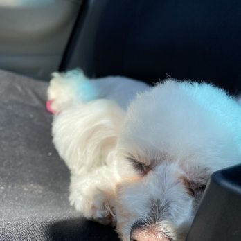 Pooch Pawlor Spa - Small Groom - Pet Groomers Near Me - Glendale, California Pooch Pawlor Spa - Small Groom - Pet Groomers Near Me - Glendale, California