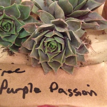 Young's Garden Center - Purple Passion Sempervivum - Nurseries & Gardening Near Me - Roseburg, Oregon Young's Garden Center - Purple Passion Sempervivum - Nurseries & Gardening Near Me - Roseburg, Oregon