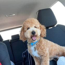 Woof St Grooming - Loving his haircut