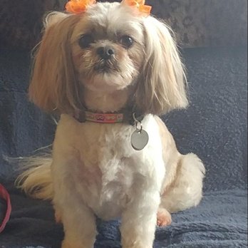 Yoshis Dog Grooming - pretty adorable haircut! - Pet Groomers Near Me - Seattle, Washington Yoshis Dog Grooming - pretty adorable haircut! - Pet Groomers Near Me - Seattle, Washington
