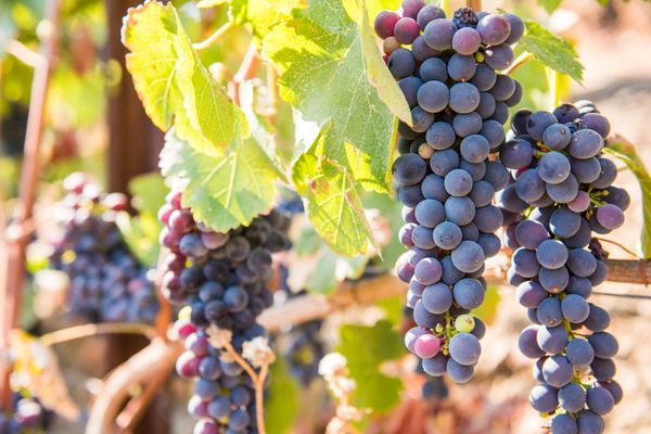 Rooted Vine Wine Tours by null