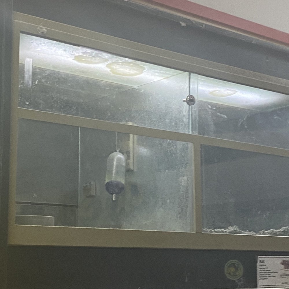 Pet World - mold in hamster cage? no air way? - Pet Stores Near Me - Wichita, Kansas Pet World - mold in hamster cage? no air way? - Pet Stores Near Me - Wichita, Kansas