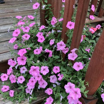 Fairless Hills Garden Center - pink petunins growing on wooden steps - Home & Garden Near Me - Fairless Hills, Pennsylvania Fairless Hills Garden Center - pink petunins growing on wooden steps - Home & Garden Near Me - Fairless Hills, Pennsylvania