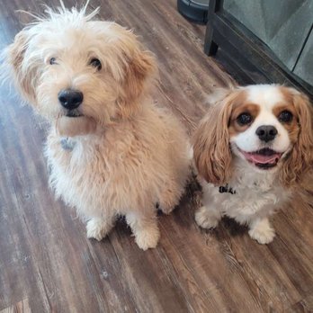 Karma Dog Training - Pet Training Near Me - Austin, Texas Karma Dog Training - Pet Training Near Me - Austin, Texas