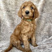 P. Phoenix（pup） PUPPY LOVE AZ - Updated January 2026 - 16 Photos - Phoenix