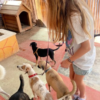 Refugio Animal Holbox - Animal Shelters Near Me - Holbox, ROO