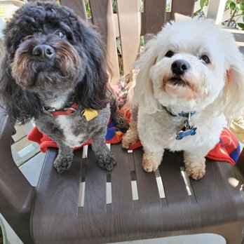 Rub A Dub Doggie Scrub - Pet Groomers Near Me - Rancho Cucamonga, California Rub A Dub Doggie Scrub - Pet Groomers Near Me - Rancho Cucamonga, California