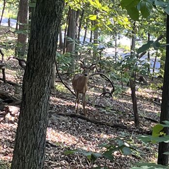 Lone Elk Park - Buck - Parks Near Me - Valley Park, Missouri Lone Elk Park - Buck - Parks Near Me - Valley Park, Missouri