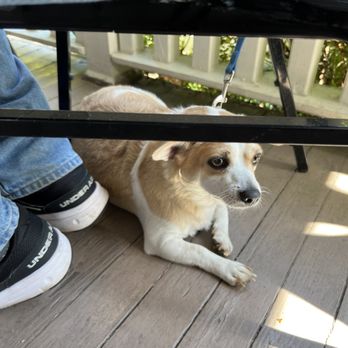 Southern Porch - Pet friendly yugo listened so well and they even brought home a bowl of water - Southern Near Me - Canton, North Carolina Southern Porch - Pet friendly yugo listened so well and they even brought home a bowl of water - Southern Near Me - Canton, North Carolina
