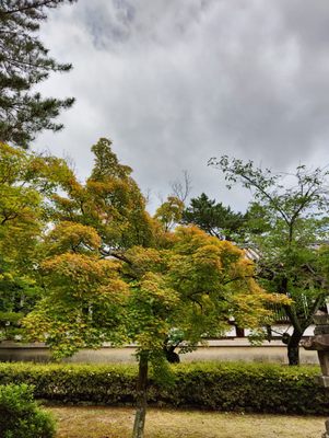 Horyu-ji by null