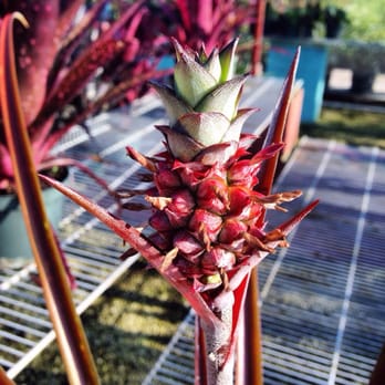Lighthouse Garden Center - Pineapple Bromeliad - Nurseries & Gardening Near Me - Miami, Florida Lighthouse Garden Center - Pineapple Bromeliad - Nurseries & Gardening Near Me - Miami, Florida