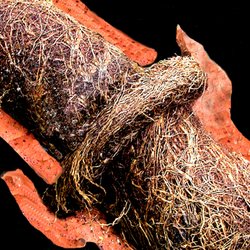 Surfside Plumbing and Rooter