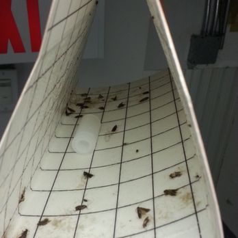 Spadina-Queen Self Storage - One of many roach filled traps Spadina-Queen Self Storage! See the bugs and stomach turning odours. Don't rush your decision. Super Gross! - Self Storage Near Me - Toronto, Ontario Spadina-Queen Self Storage - One of many roach filled traps Spadina-Queen Self Storage! See the bugs and stomach turning odours. Don't rush your decision. Super Gross! - Self Storage Near Me - Toronto, Ontario