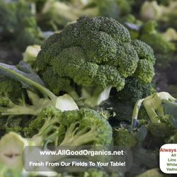 All Good Organics Farm Store is open 365 days a year! Stop on by to get your eggs, certified organic vegetables and it is Minnesota Grown!