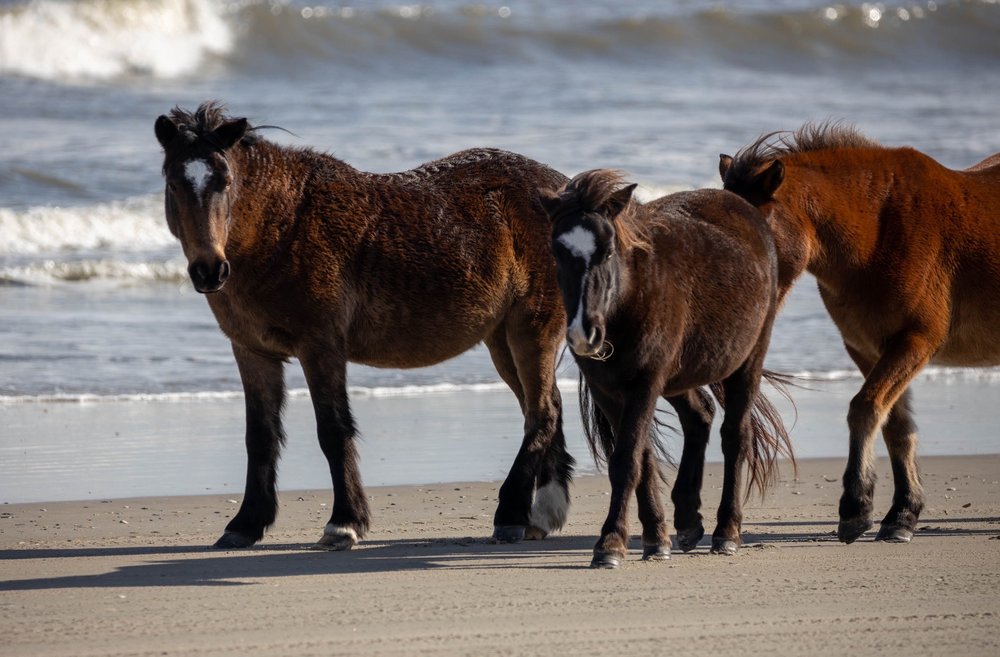OBX Beach Access