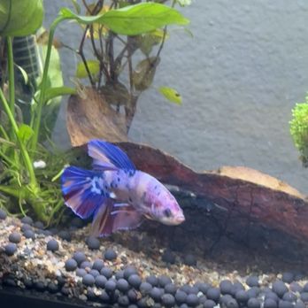 JV Betta - Cloud my betta - Local Fish Stores Near Me - Sarasota, Florida JV Betta - Cloud my betta - Local Fish Stores Near Me - Sarasota, Florida