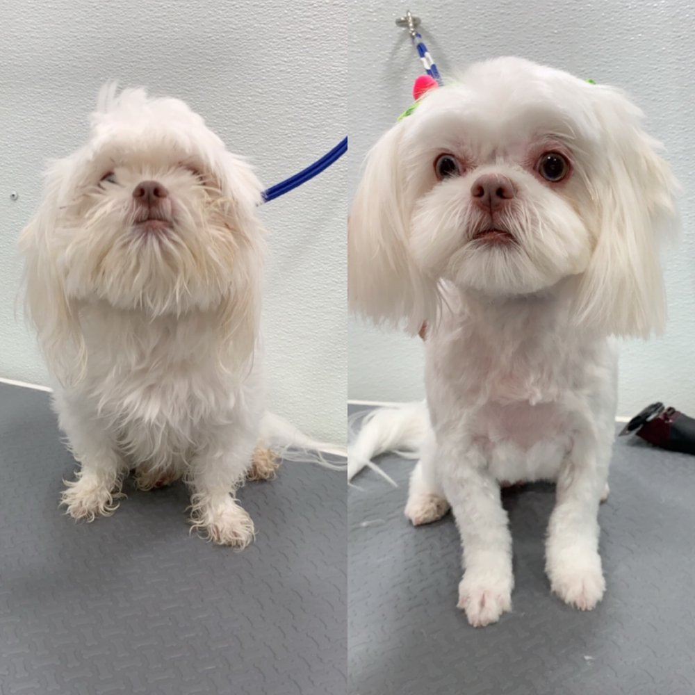 MUDDY MUTTS MOBILE DOG GROOMING 176 Photos & 20 Reviews Davenport