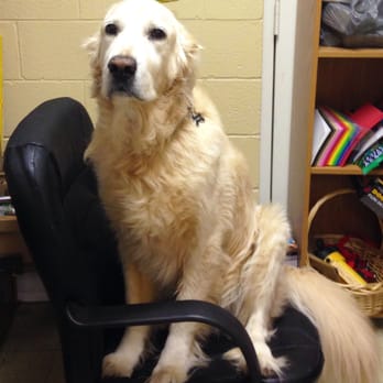 DogServices West - Somebody was ready to run the staff meeting! - Pet Groomers Near Me - Glen Allen, Virginia DogServices West - Somebody was ready to run the staff meeting! - Pet Groomers Near Me - Glen Allen, Virginia
