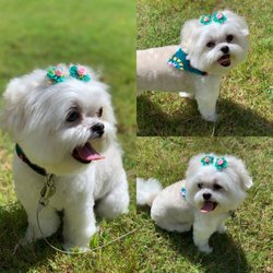 diggity dog pet salon