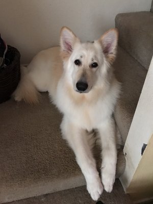 Hair Of The Dog Wash and Groom by null