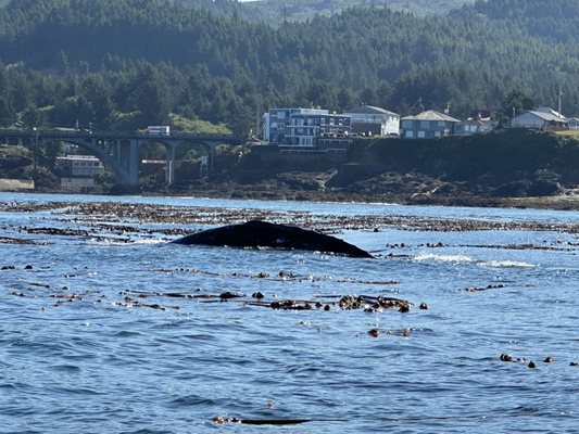 Whale's Tail Charters by null
