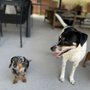 Photo of Ruff Love Pet Services