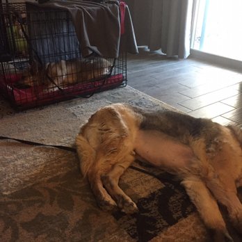 1st Pet Veterinary Centers - Staples out and healing well. - Veterinarians Near Me - Mesa, Arizona 1st Pet Veterinary Centers - Staples out and healing well. - Veterinarians Near Me - Mesa, Arizona