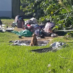 7-Eleven - A loose pitbull. Will bite. BE CAREFUL GOING TO 7/11. HOMELESS OWN IT.THEY LIVE ON PROPERTY BACK TERRIBLE PEOPLE. 7MONTHS
