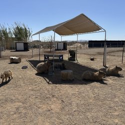 Ghost Ranch Exotics and Funny Foot Farm