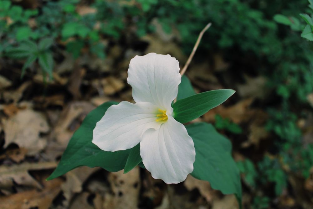 Bertha Brock Park Logo