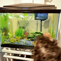Aquarium Show - My kid with his new friends