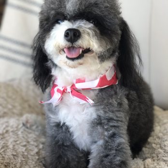 Classy Canine's Wiggle Rumps - Pet Groomers Near Me - Castrovalley, California Classy Canine's Wiggle Rumps - Pet Groomers Near Me - Castrovalley, California