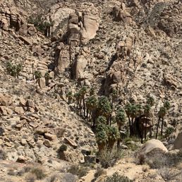 Lost Palms Oasis 1 Lost Palms Oasis 1