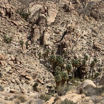 Lost Palms Oasis - Lost Palms Oasis 1 - Hiking Near Me - Twentynine Palms, California Lost Palms Oasis - Lost Palms Oasis 1 - Hiking Near Me - Twentynine Palms, California