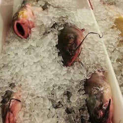 Canaan Fish Market