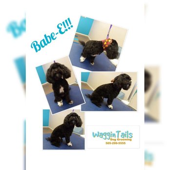 WagginTails Dog Grooming - Pet Groomers Near Me - Albuquerque, New Mexico WagginTails Dog Grooming - Pet Groomers Near Me - Albuquerque, New Mexico
